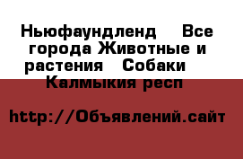 Ньюфаундленд  - Все города Животные и растения » Собаки   . Калмыкия респ.